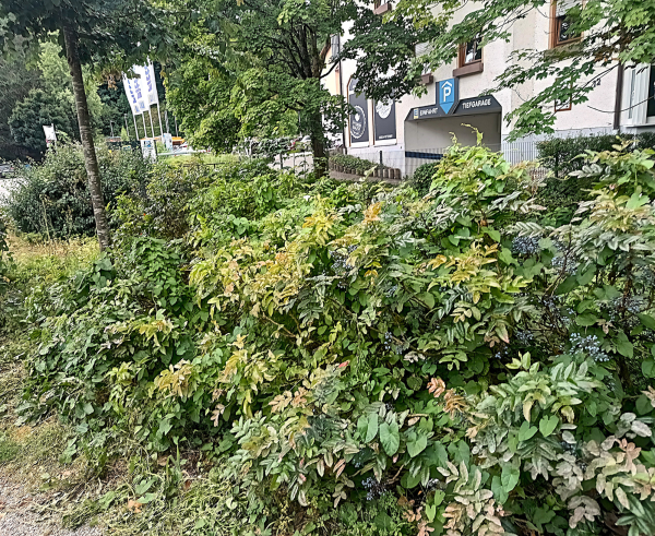 Stadt reagiert nicht auf ehrenamtliches Angebot
