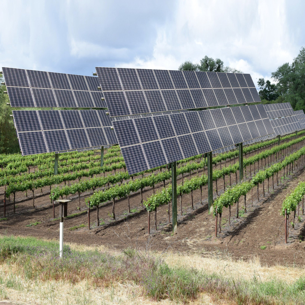 Agri-PV: Wein und Strom gleichzeitig ernten